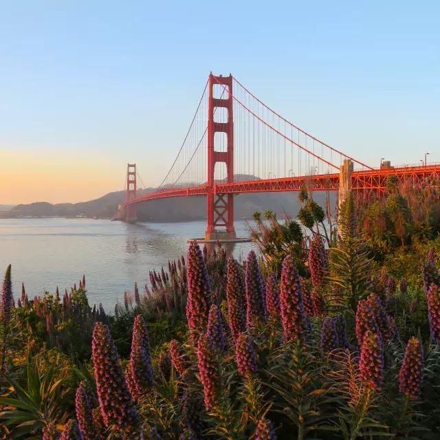 Il Golden Gate Bridge è raffigurato con grandi fiori in primo piano.